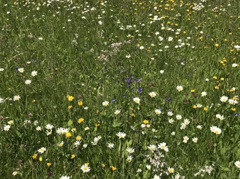 outside spring blossom