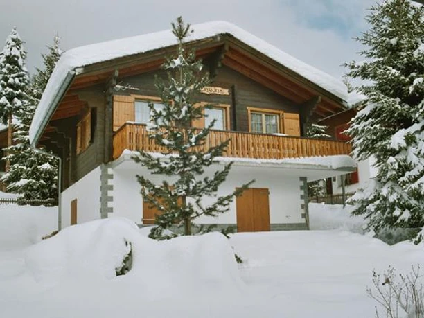 Enzian im Winter