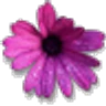 African Daisy African Daisy