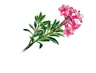 Alpenrose Alpenrose