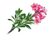 Alpenrose Alpenrose
