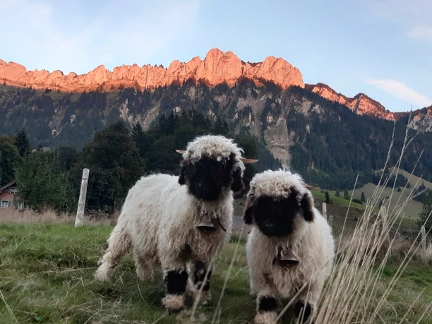 Schöne Abendstimmung
