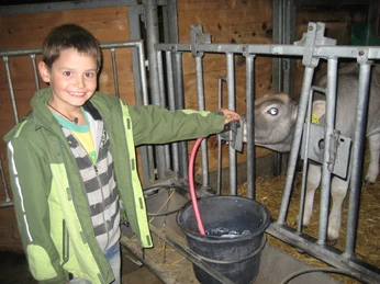 Einblick in den Kälberstall
