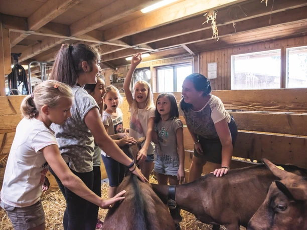 Besuch bei den Ziegen