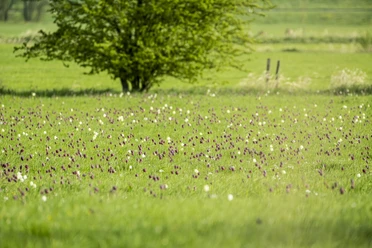 Schachbrettblumen auf dem Junkernfeld Schachbrettblumen auf dem Junkernfeld