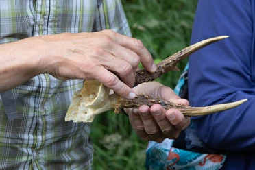 The antlers of a deer Man holding antlers of a deer in his hand
