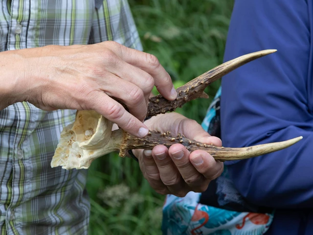 The antlers of a deer Man holding antlers of a deer in his hand