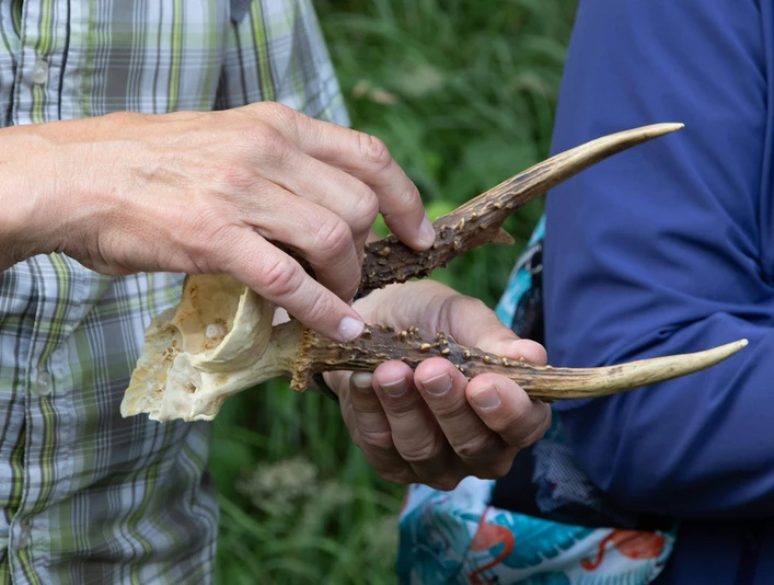 The antlers of a deer Mensch hält Geweih eines Rehs in der HandMan holding antlers of a deer in his handUn homme tient les bois d'un cerf dans sa main