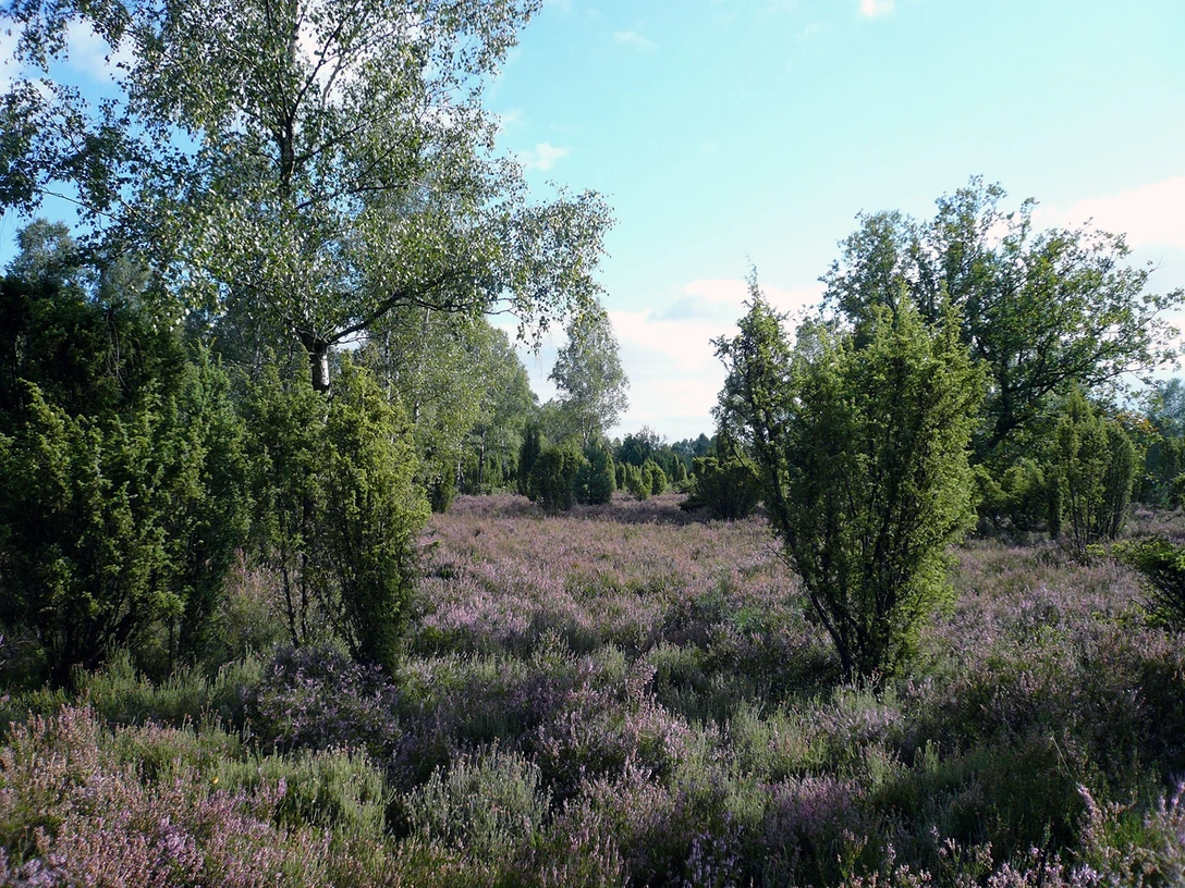 Repker Schnuckenheide