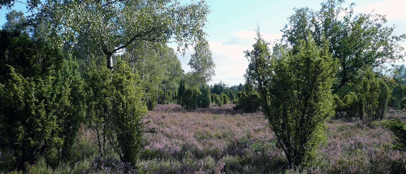 Repker Schnuckenheide