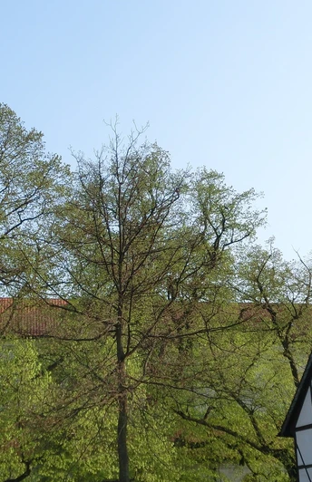 Kaiserdom Königslutter am Elm