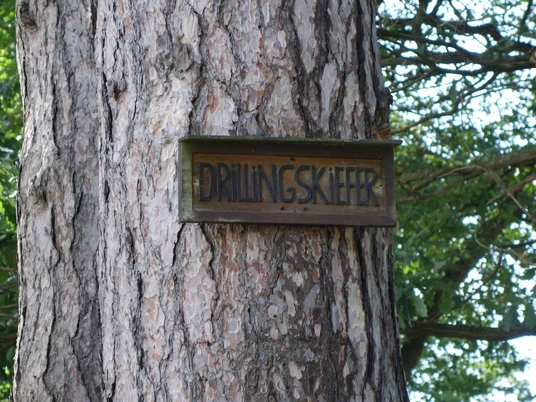 Drillingskiefer - Schild