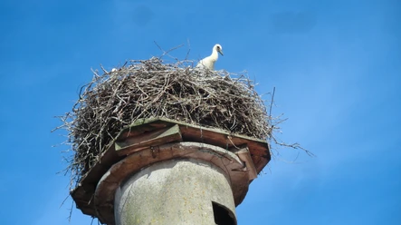 Storchennest Querenhorst