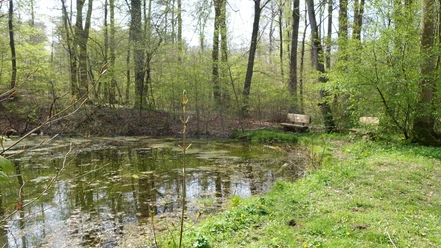 Osterspring