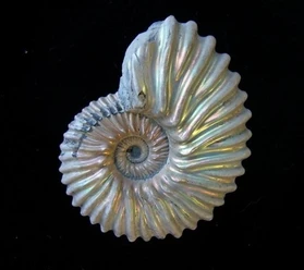 Fossil Tongrube Vöhrum