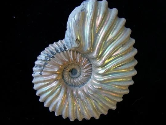 Fossil Tongrube Vöhrum