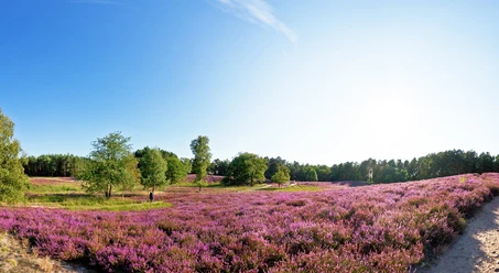 Blick auf die Gifhorner Heide