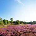Blick auf die Gifhorner Heide