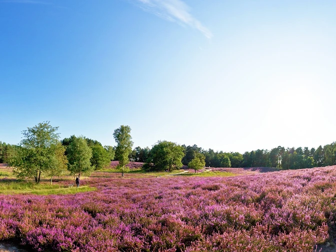 Blick auf die Gifhorner Heide