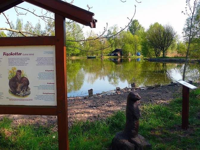 Auf dem Naturerlebnispfad Fließgewässer Oker in Meinersen