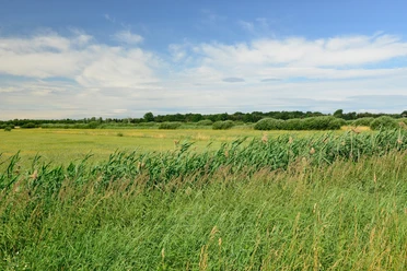 Wiese im Drömling