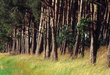 Im Wald unterwegs