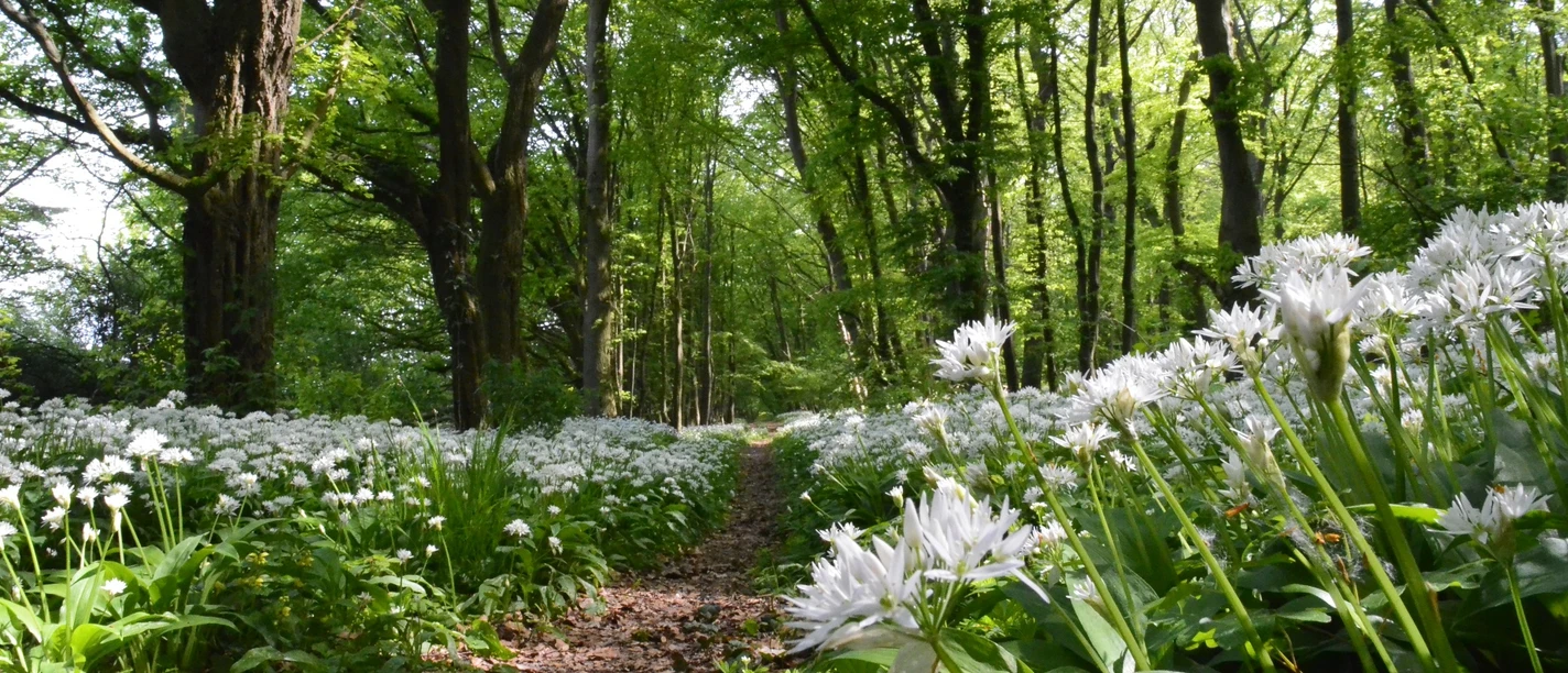 Walderlebnispfad Rieseberg