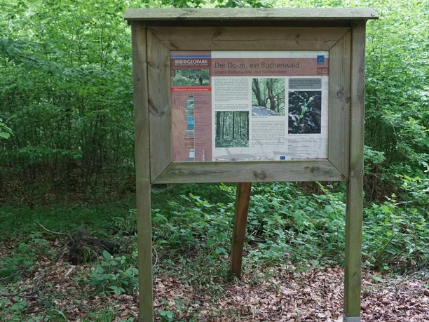 Der Dorm, ein Buchenwald