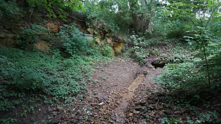 Bullerspring