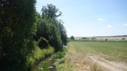 Die Aller am Försterhof