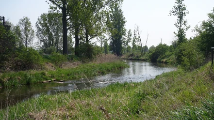Die Ohre vor Wedringen