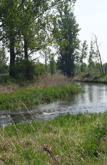 Die Ohre vor Wedringen