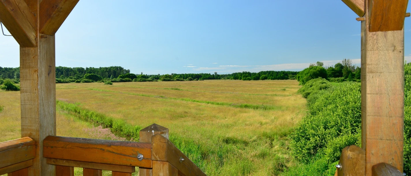 Blick auf die Feuchtwiesendes Drömlings