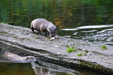 Otter frisst Fisch