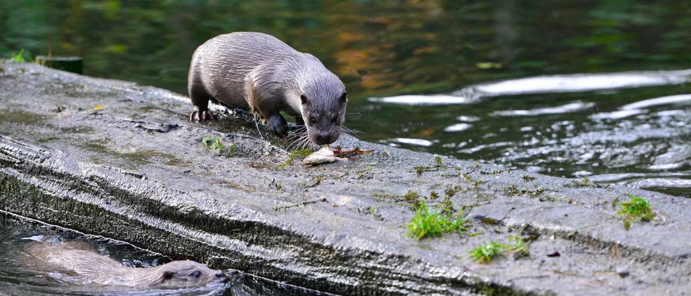 Otter frisst Fisch