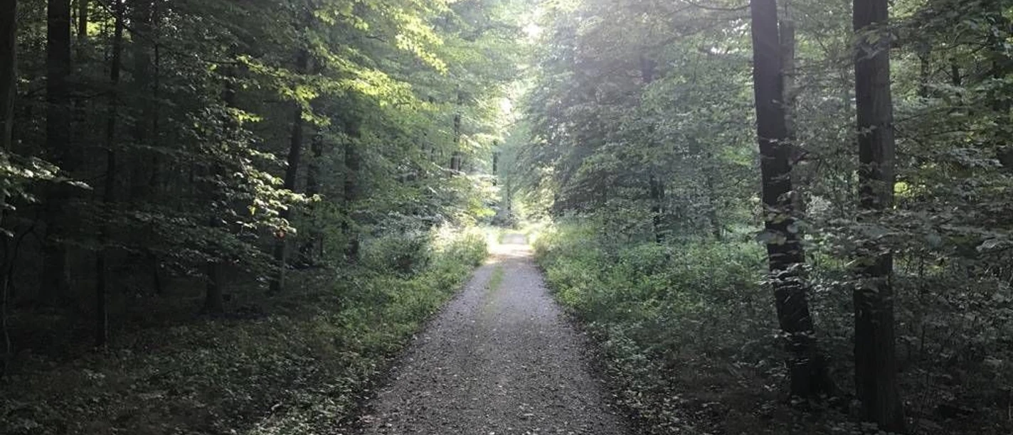 Waldweg