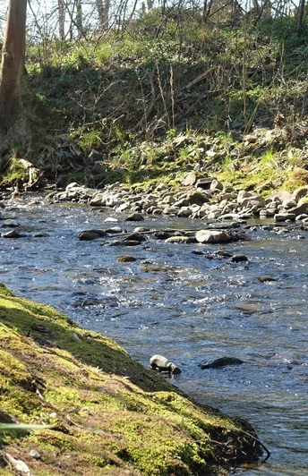 Die Ilse bei Veckenstedt