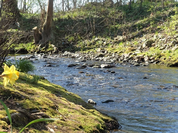 Die Ilse bei Veckenstedt