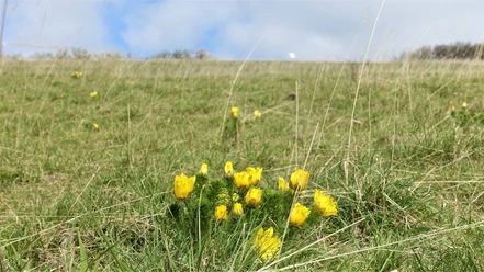 Adonisröschen am Kleinen Fallstein