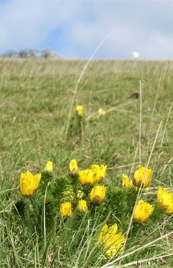 Adonisröschen am Kleinen Fallstein