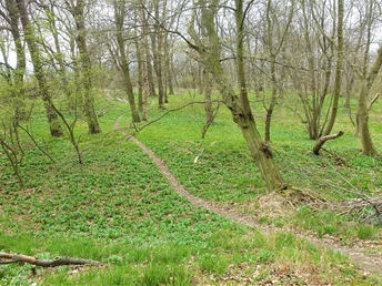 Bärlauchfeld im Kleinen Fallstein