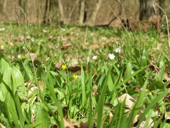 Bärlauchfeld an der Alten Burg Warberg
