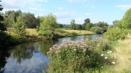 Die Oker bei Vienenburg