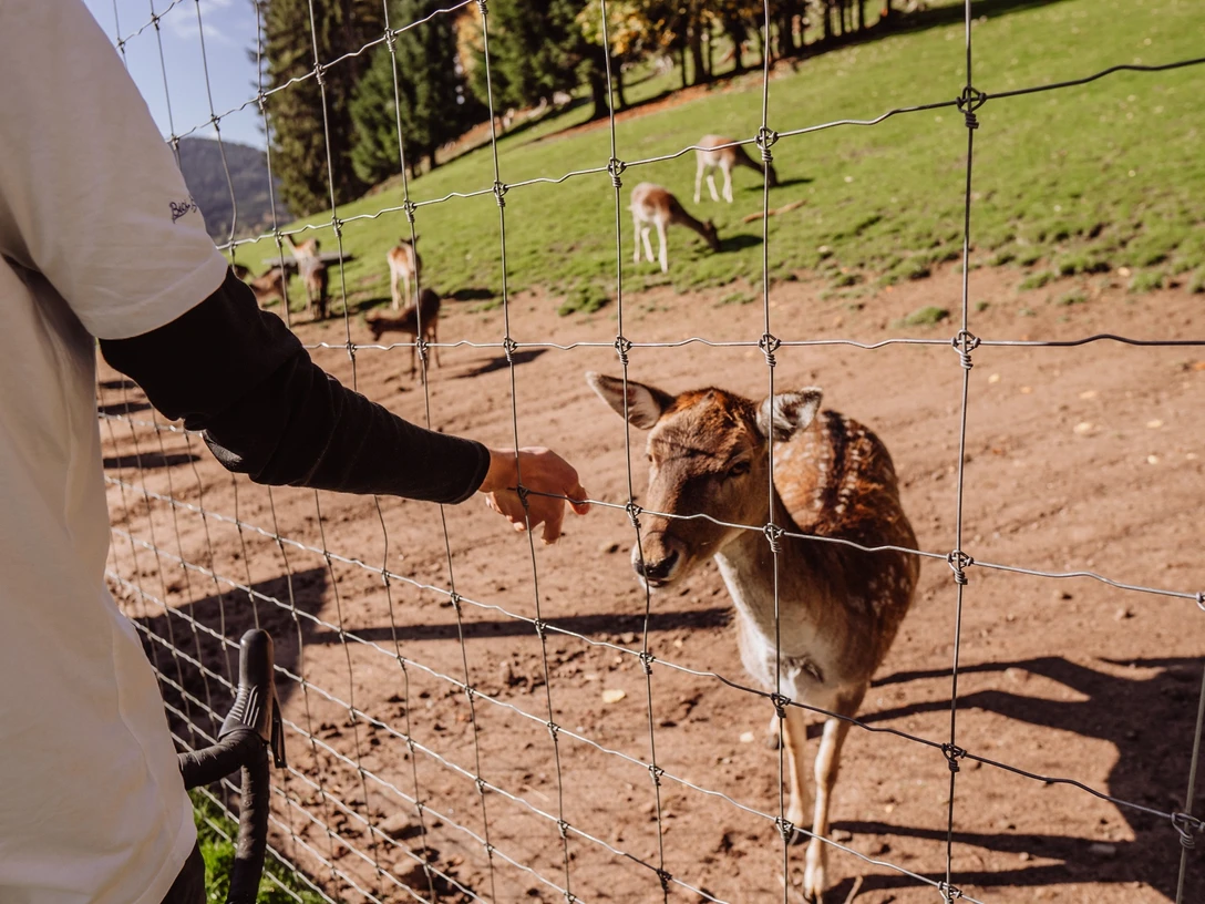 Wildgehege im Eulengrund in Mitteltal