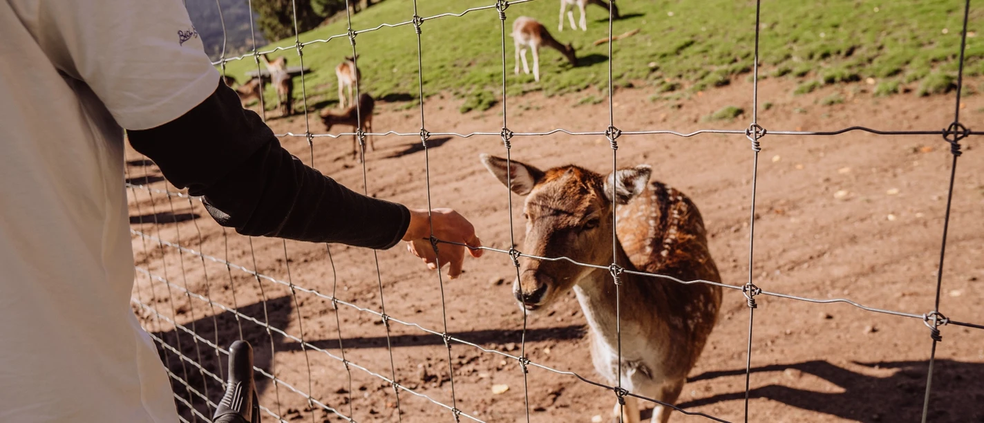 Wildgehege im Eulengrund in Mitteltal
