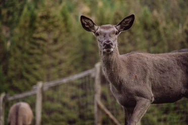 Tiere im Wildegehege in Baiersbronn