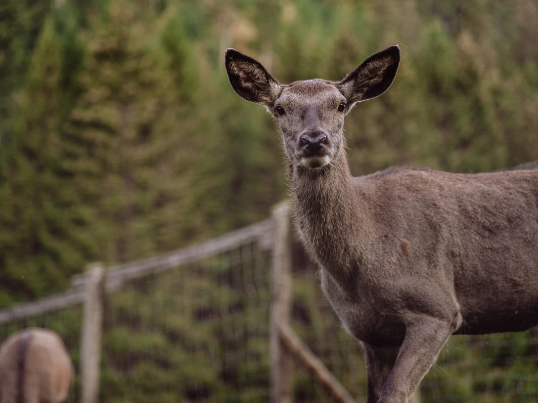 Tiere im Wildegehege in Baiersbronn