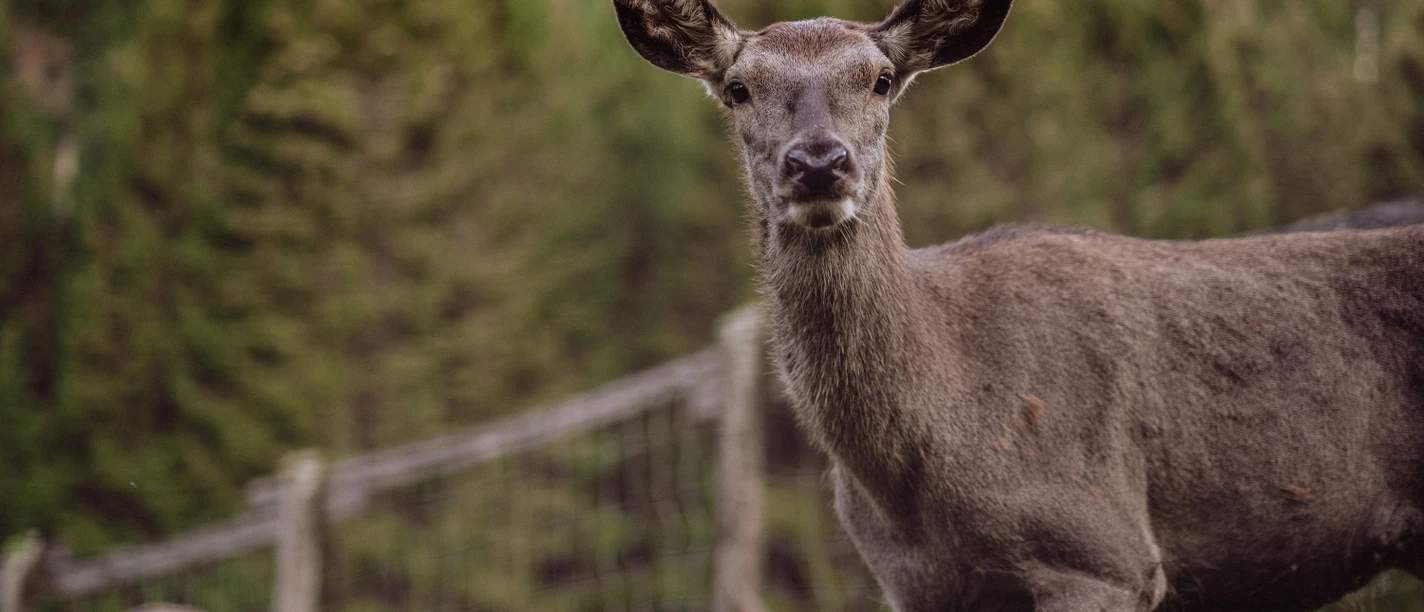 Tiere im Wildegehege in Baiersbronn