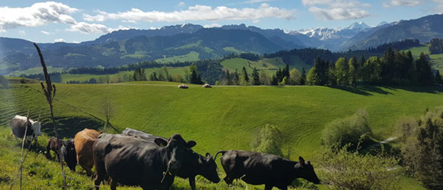 Panoramablick vom Hof: Natur und Ruhe geniessen