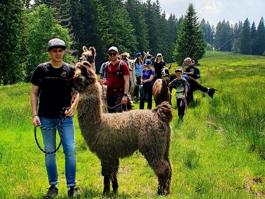 Unterwegs mit den Lamas